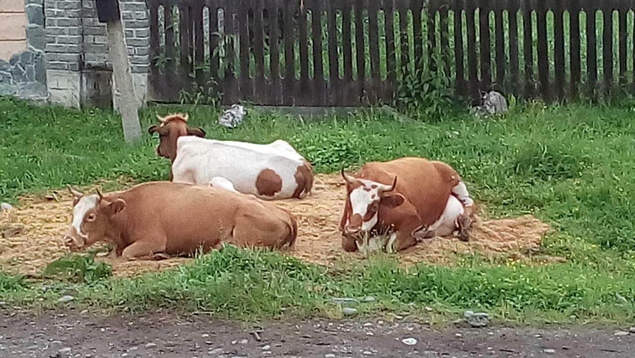 Baza Otdyha " Blagodati Altaya " Тулой Экстерьер фото